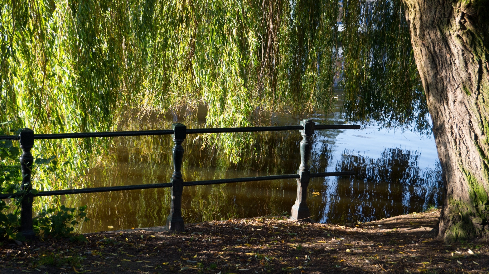 Image shows a willow tree overhanging a lake or river