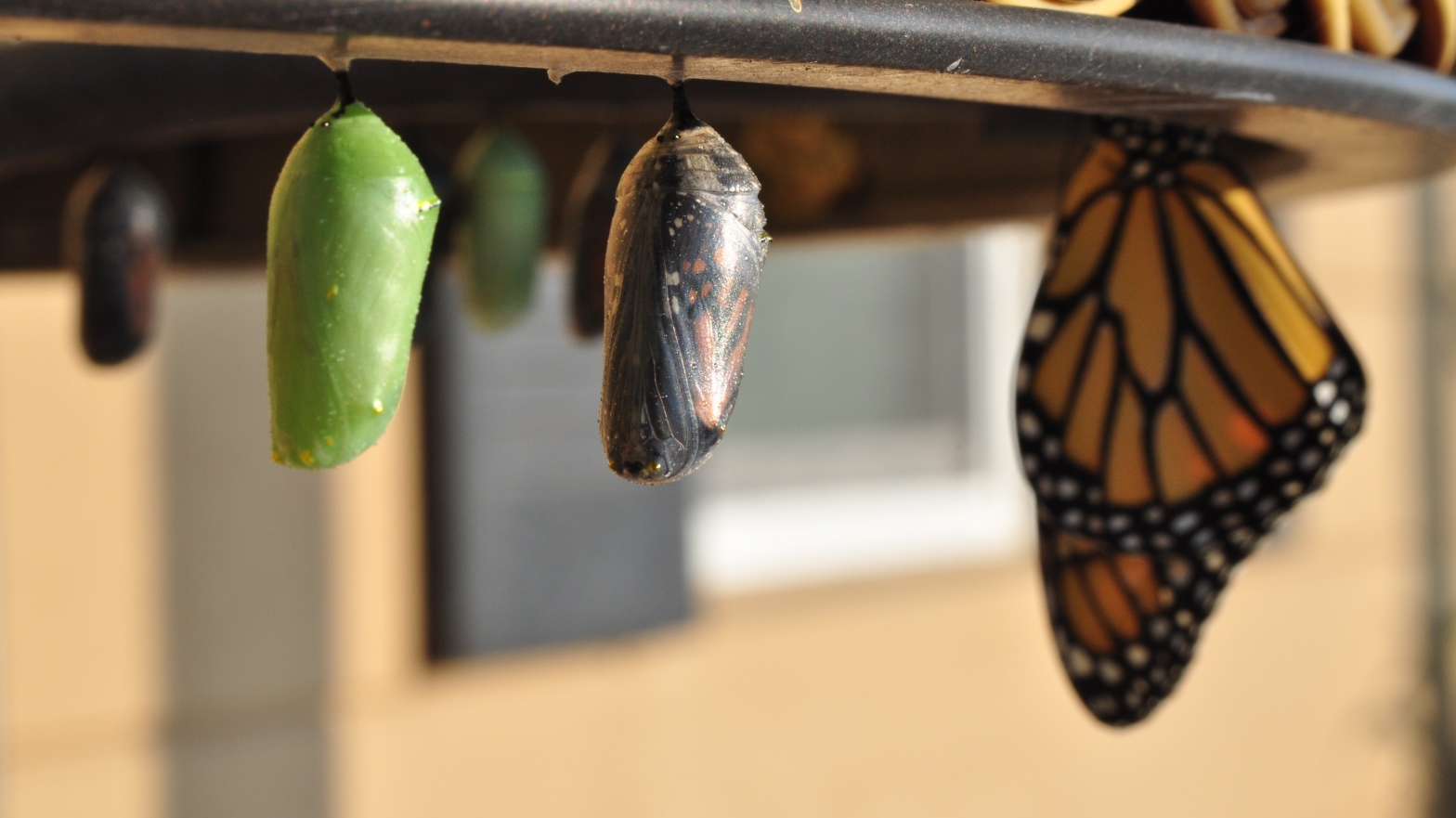Image shows chrysalises at various stages and an emerging butterfly.