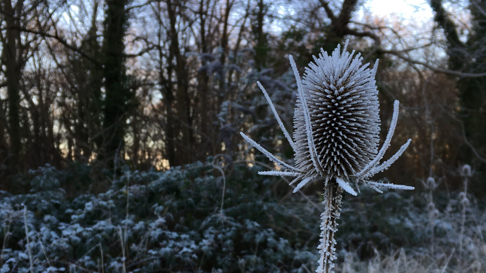 photo of a frost covered teasel with woodland in the background
